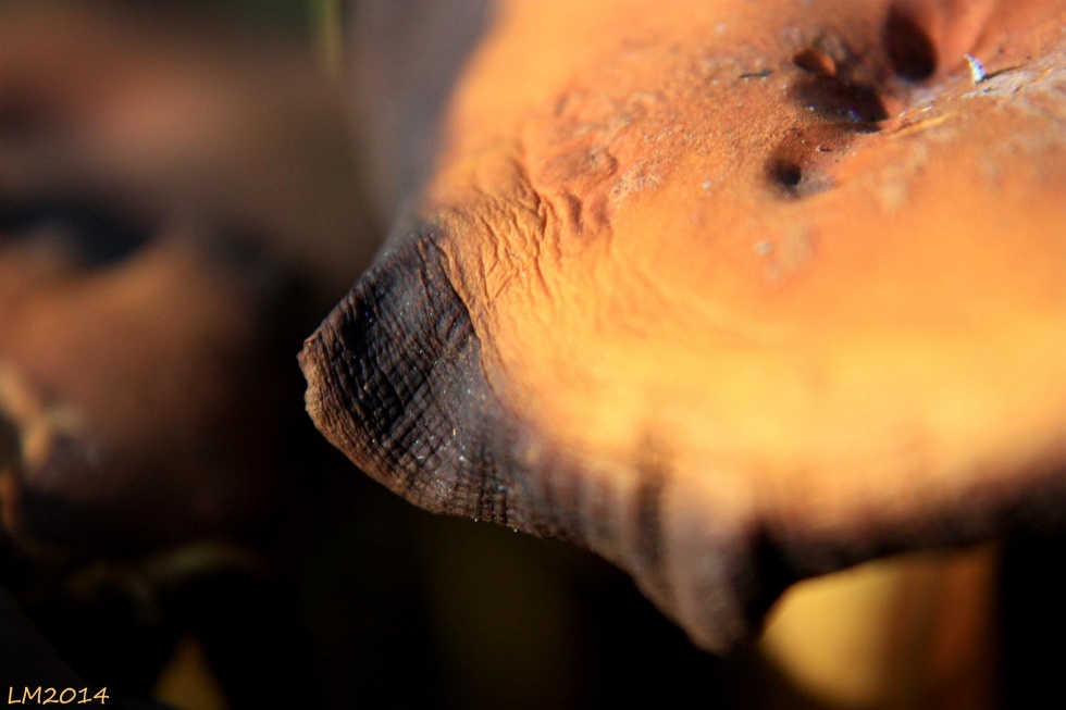 2014_IMG_7955 - Kopia