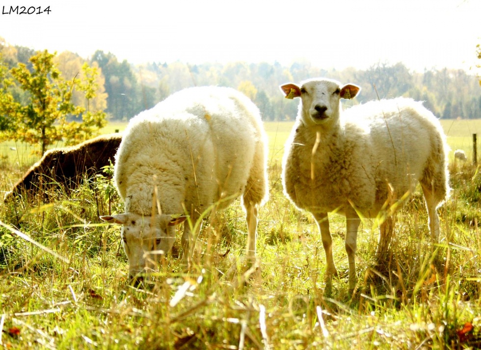 2014_IMG_8135 - Kopia