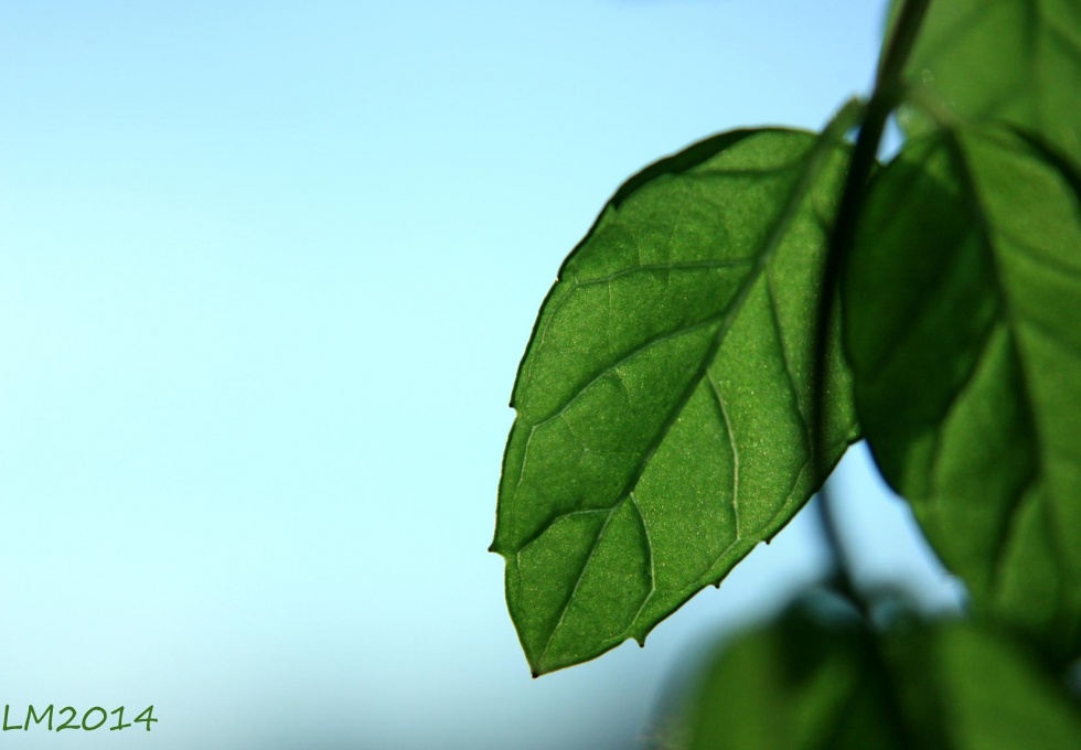 2014_IMG_8398 - Kopia