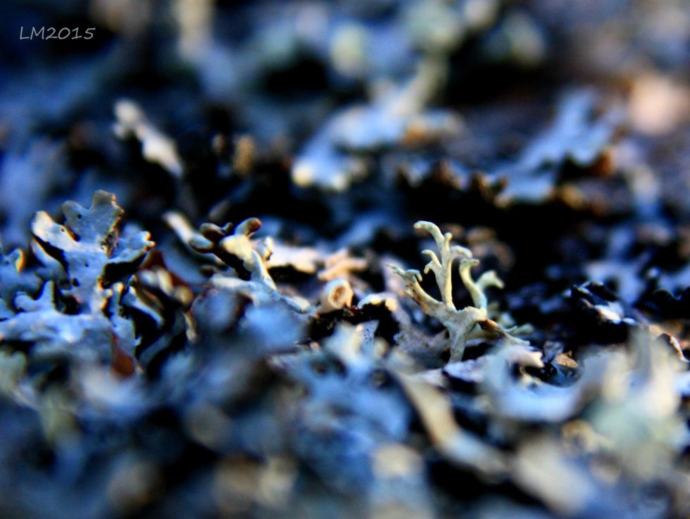 2015_IMG_9001 - Kopia