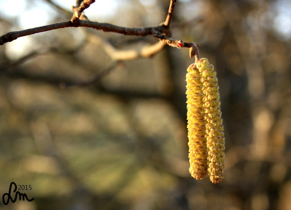 2015_IMG_9297 - Kopia