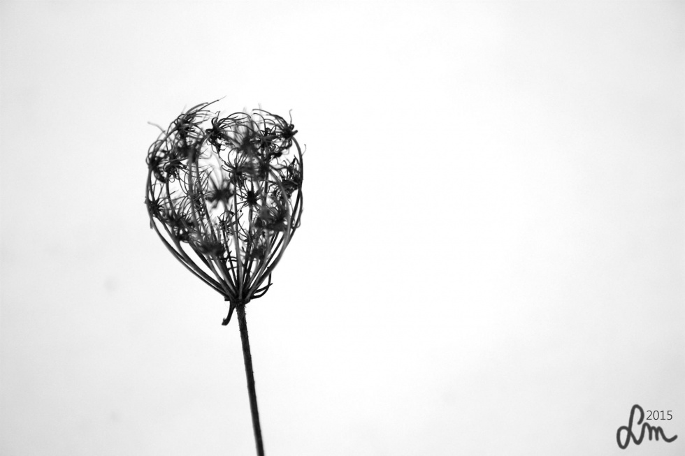 V08_2015_IMG_9167 - Kopia