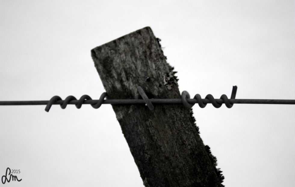 V11_2015_IMG_9162 - Kopia