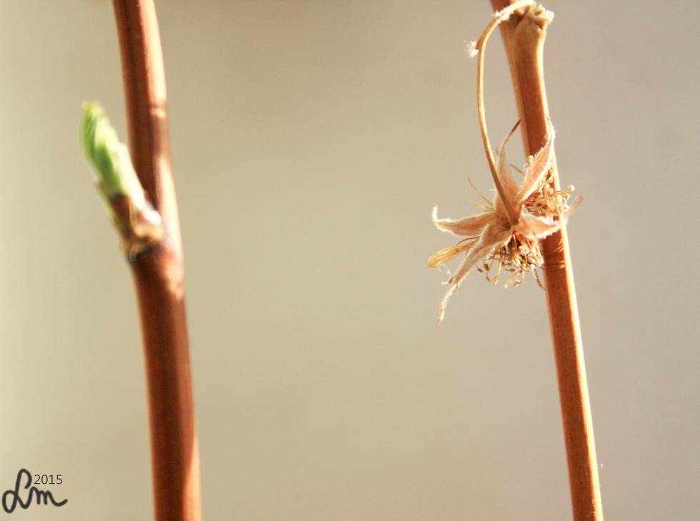 2015_IMG_9359 - Kopia