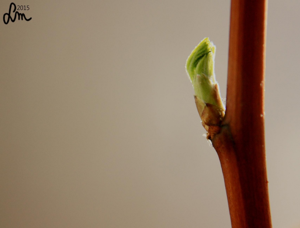 V13_2015_IMG_9344 - Kopia