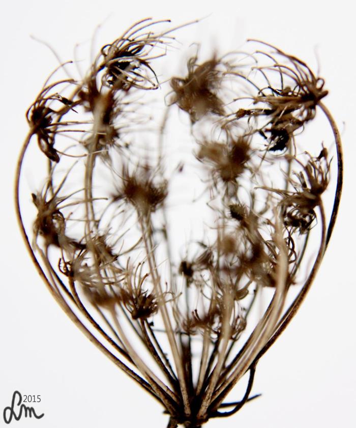 v15_2015_IMG_9173färg - Kopia