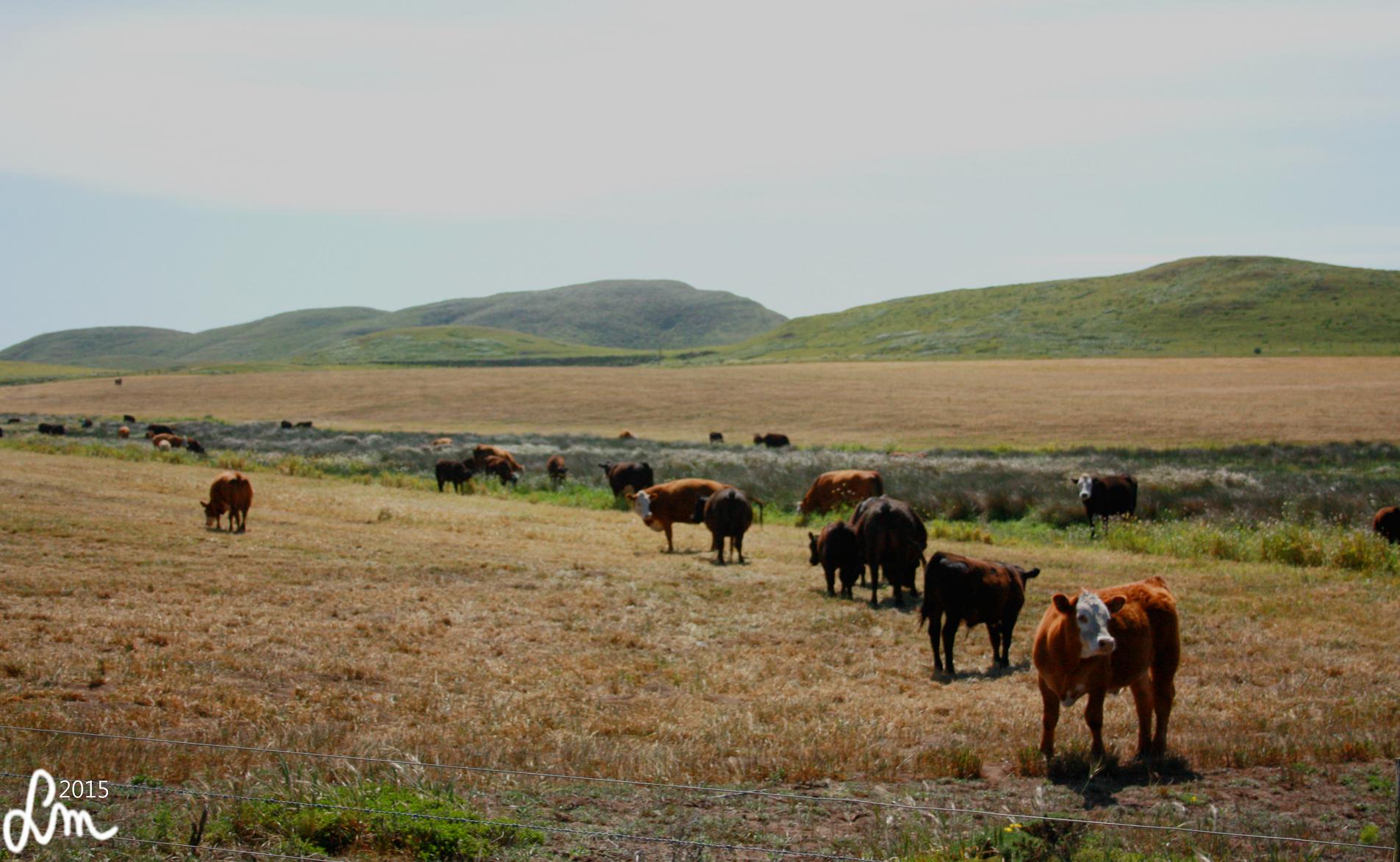 2015_IMG_9812 - Kopia