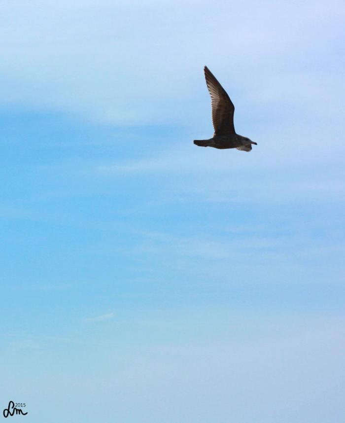 v18_2015_IMG_9860 - Kopia