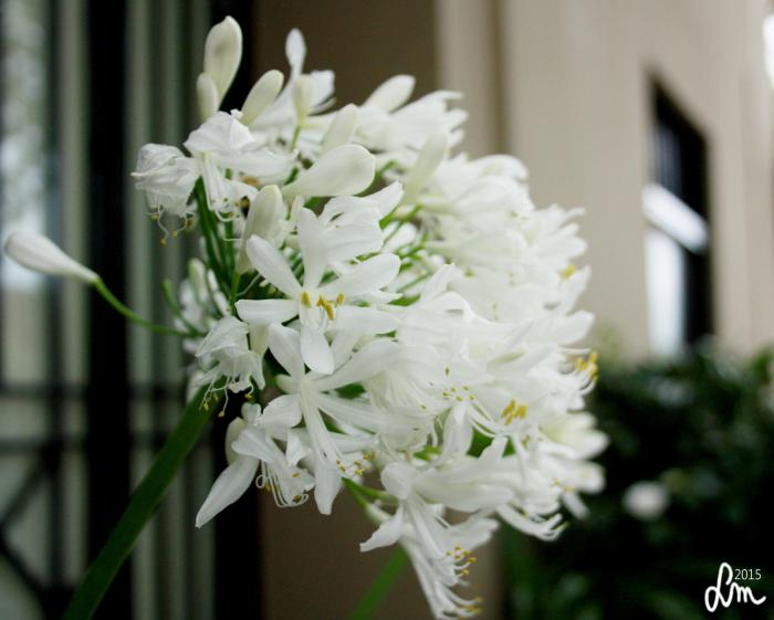 2015_IMG_9893 - Kopia