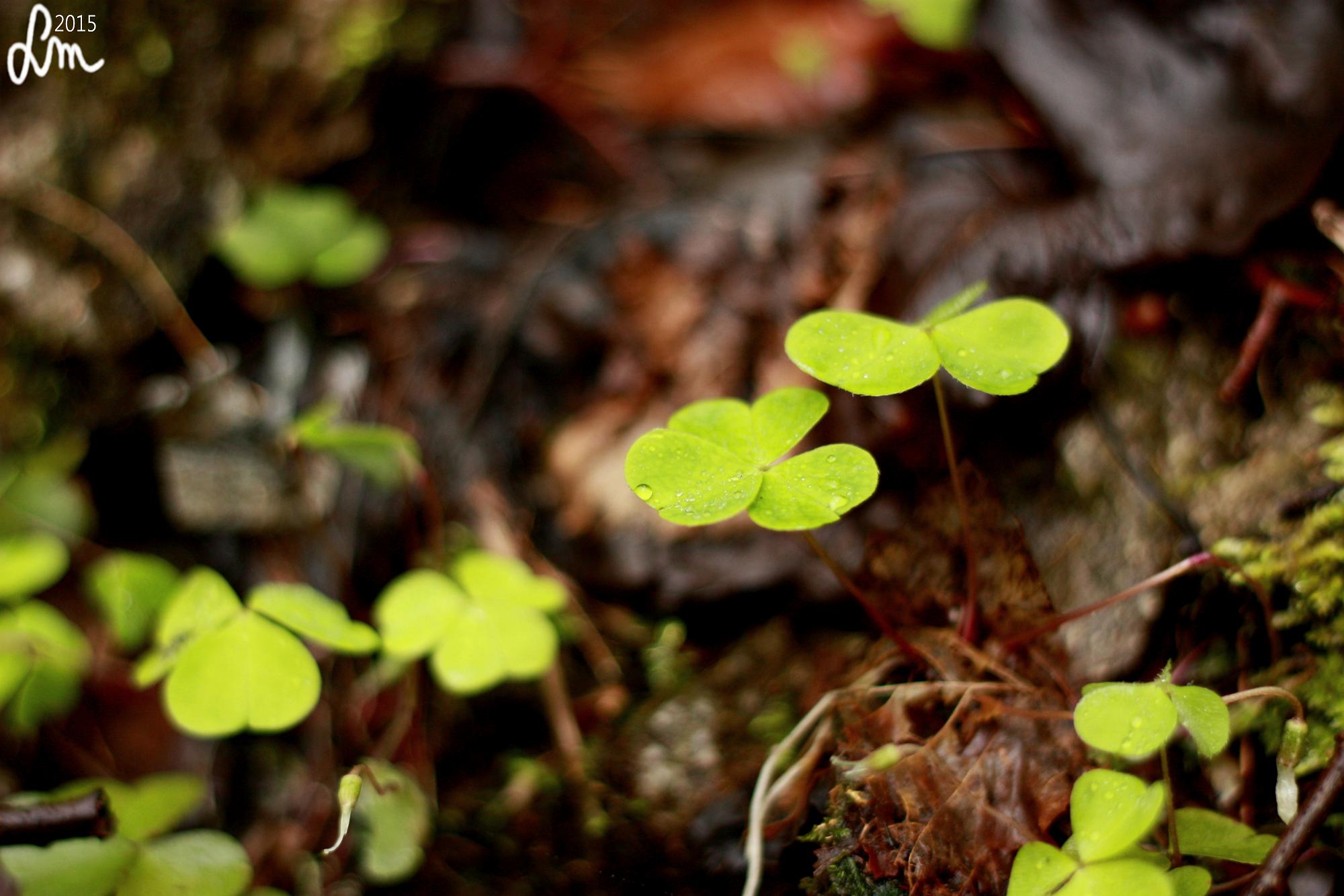 2015_IMG_9999 - Kopia