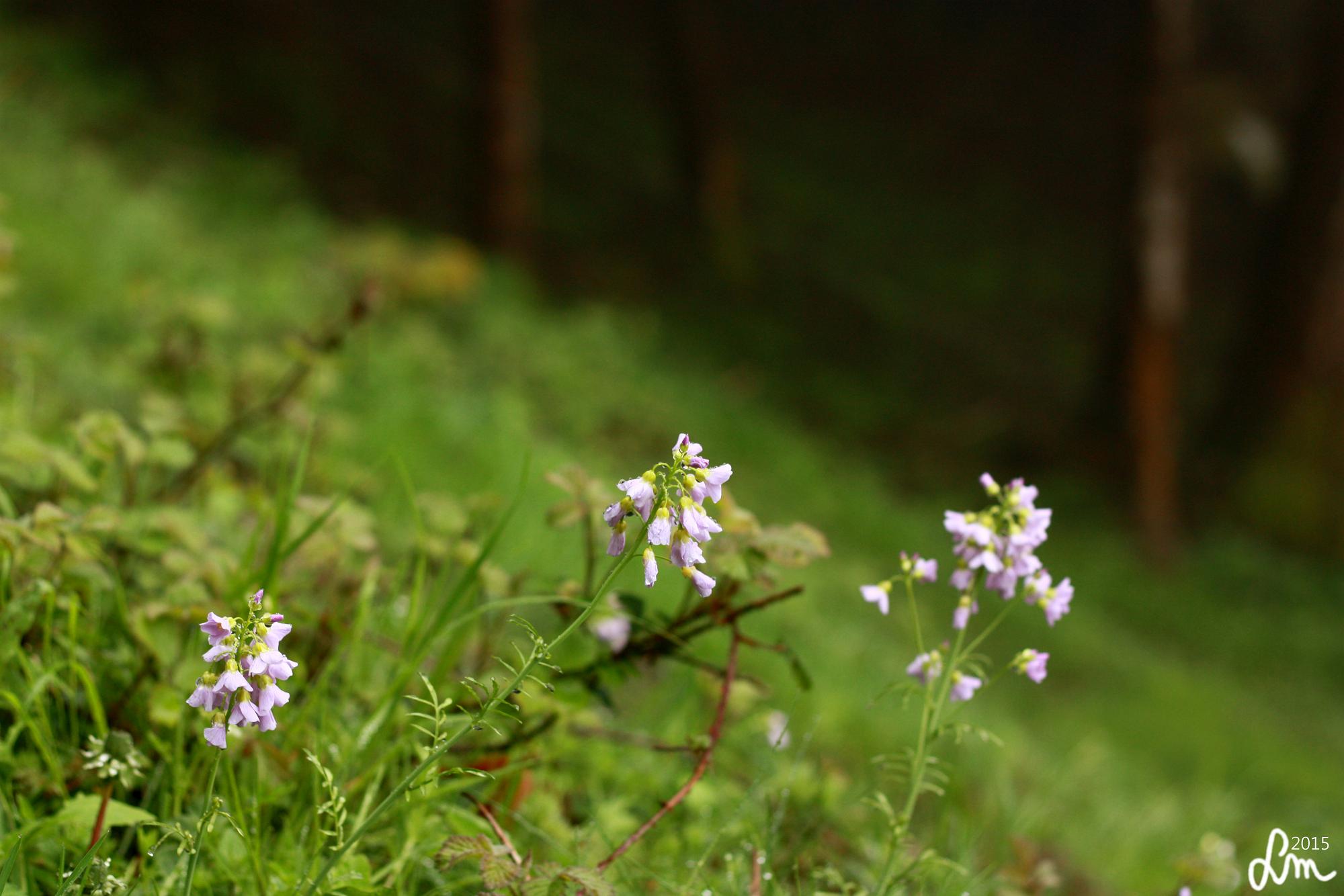 v25_2015_IMG_0010 - Kopia