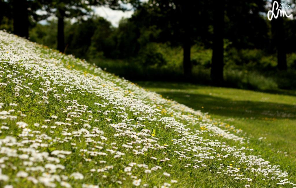 To lay down and&nbsp;dream
