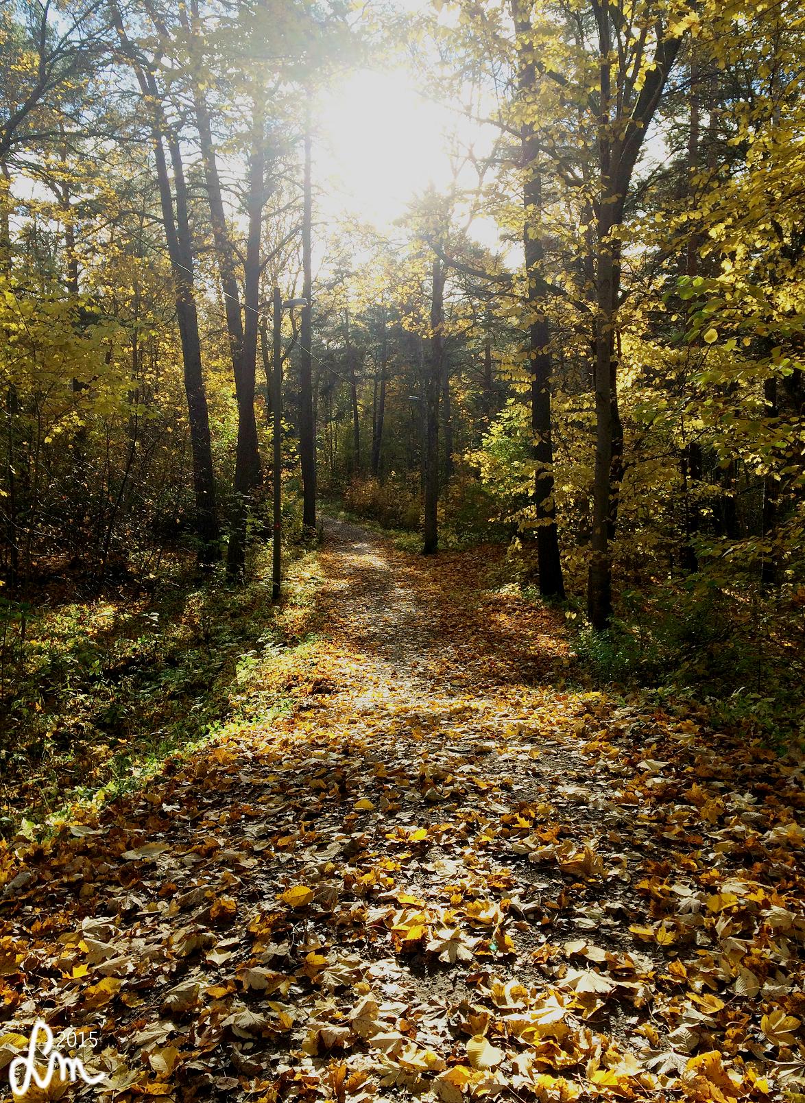 2015_IMG_1110 - Kopia