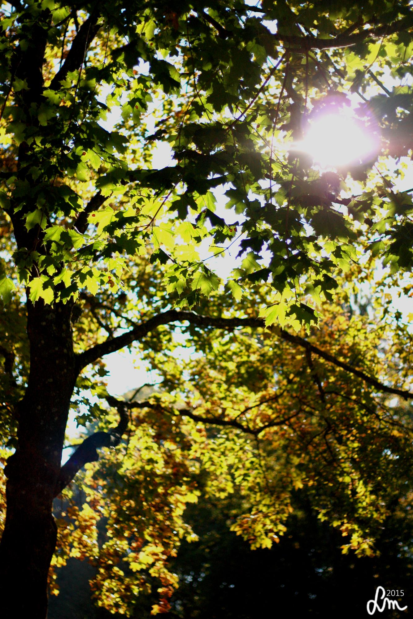 v43_2015_IMG_0287 - Kopia