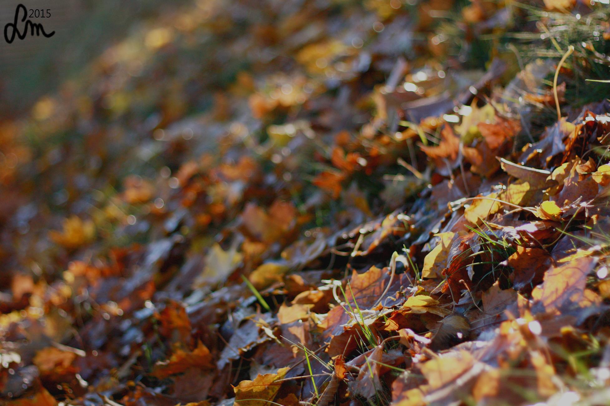 v44_2015_IMG_0272 - Kopia