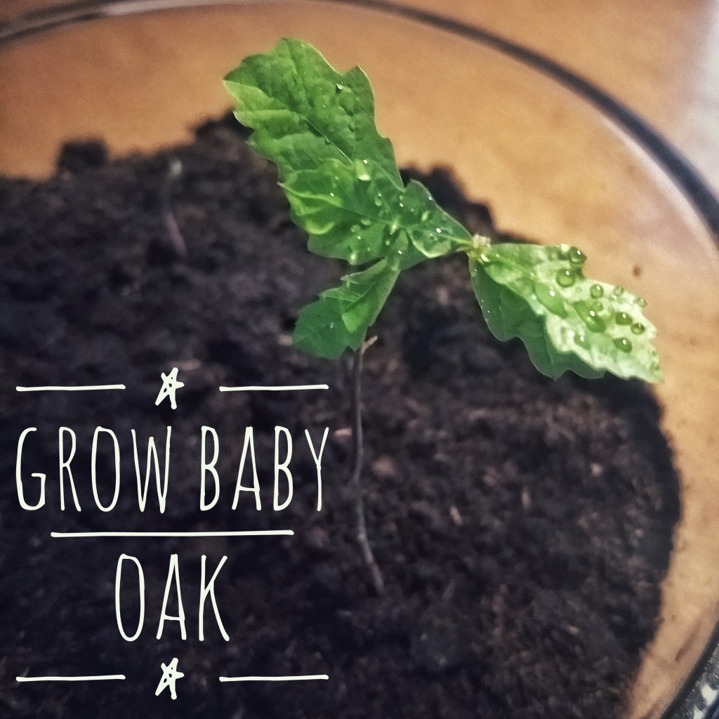 Grow baby oak