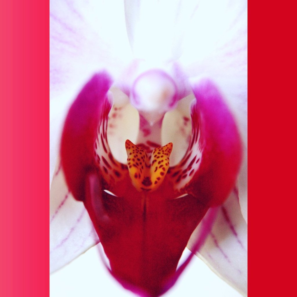 Find the jaguar in your&nbsp;orchid