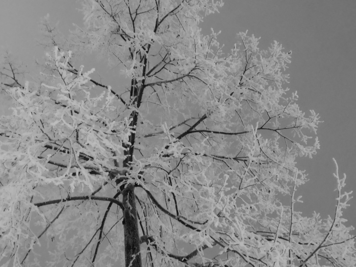 Frozen tree