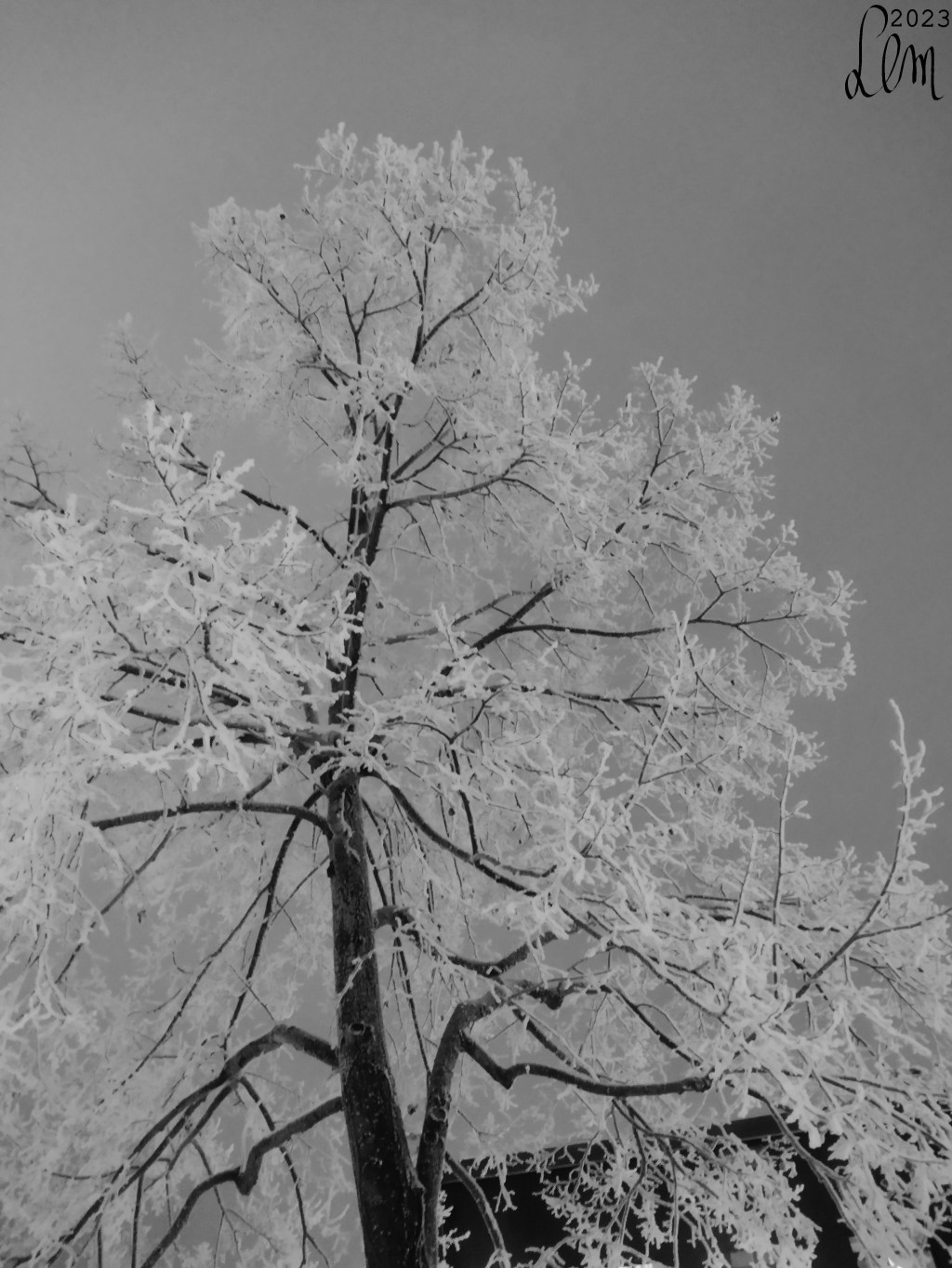 Frozen tree