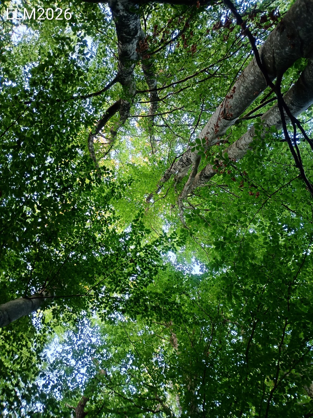 Forêt